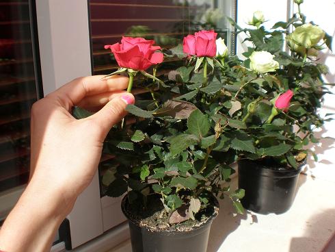 Detalle de las flores pequeñas de un rosal de pitiminí