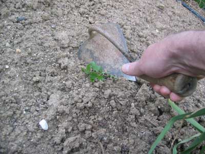 Herramienta de escarda manual para eliminar maleza