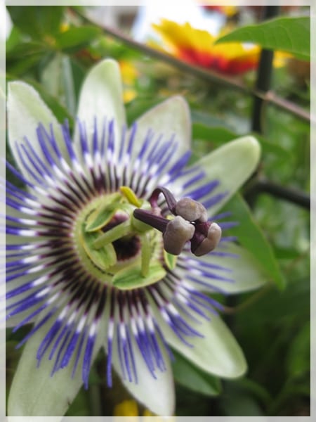 Passiflora caerulea en flor sobre soporte