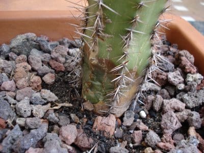 Prevenir enfermedades en cactus: guía práctica