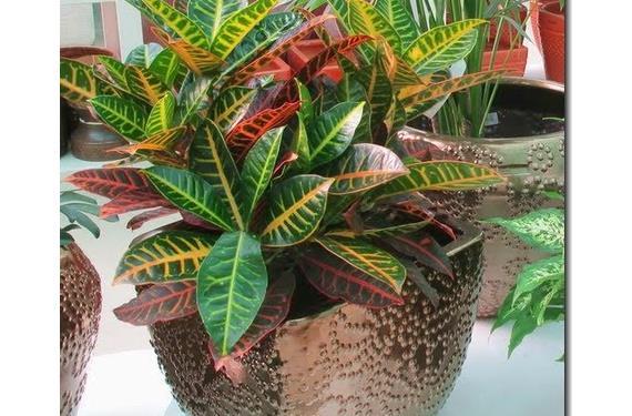 Trasplante de una planta de interior a una maceta mayor