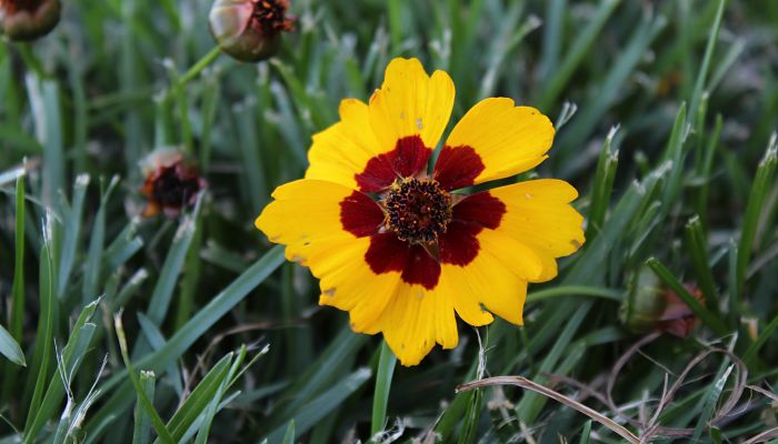 Capítulo bicolor de coreopsis anual, amarillo con centro granate