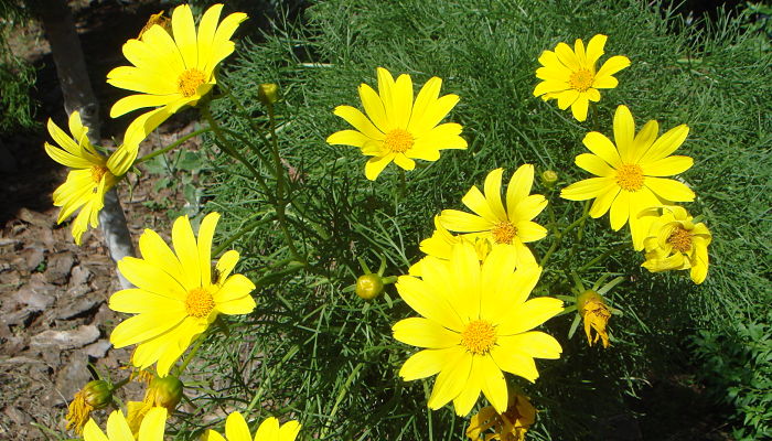 Mata de coreopsis de hoja muy dividida con flores amarillas