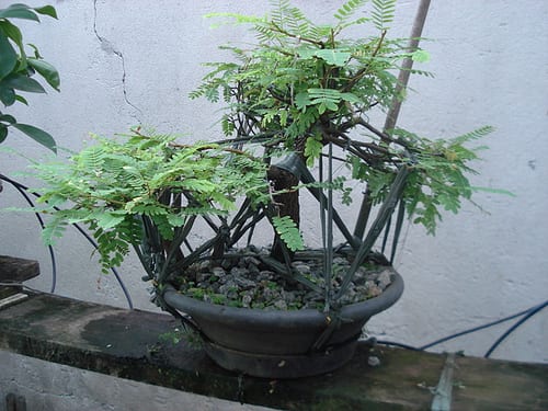 Detalle del tronco y la ramificación de un tamarindo cultivado en maceta