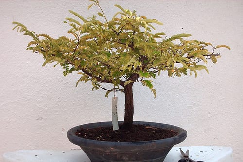 Bonsái de tamarindo: cultivo, riego, poda e invernada