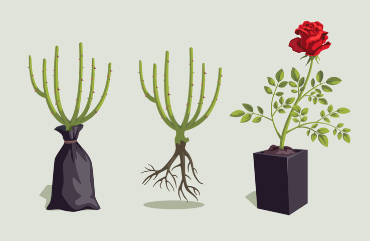 Rosal en flor bien cuidado