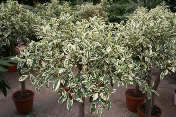 Ficus benjamina con follaje denso en maceta de interior