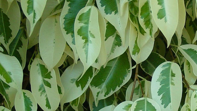 Ficus benjamina: cuidados, luz, riego y caída de hojas