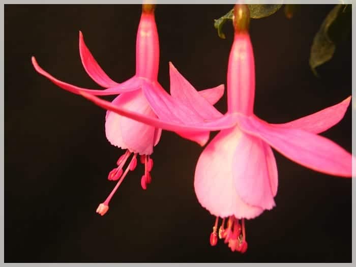 Fuchsias: cuidados, riego, pinzado y floración en maceta