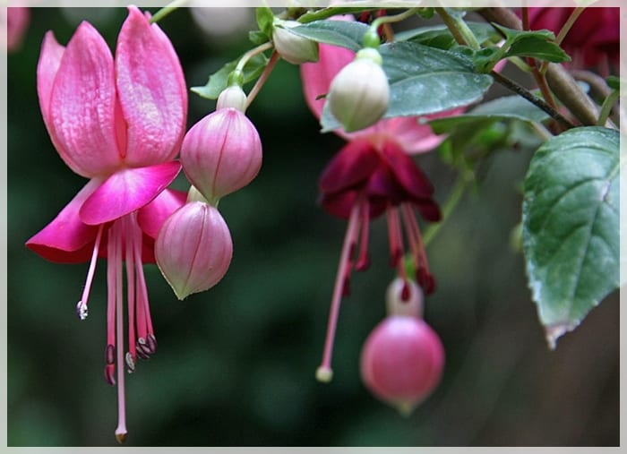 Flores colgantes de fuchsia con sépalos rojos y corola morada