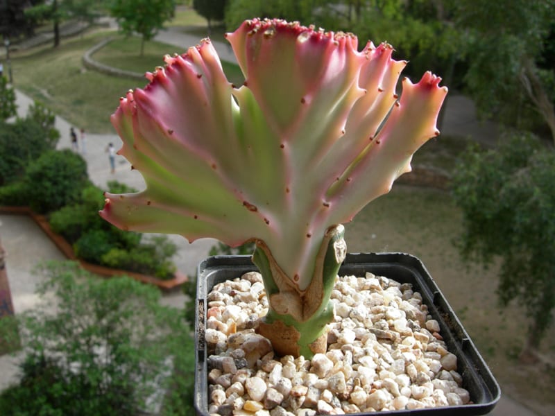 Cuidados de plantas injertadas: patrón, chupones y poda