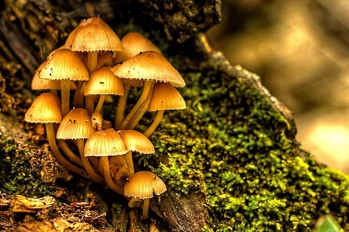 Setas de ostra creciendo en racimo sobre sustrato de paja
