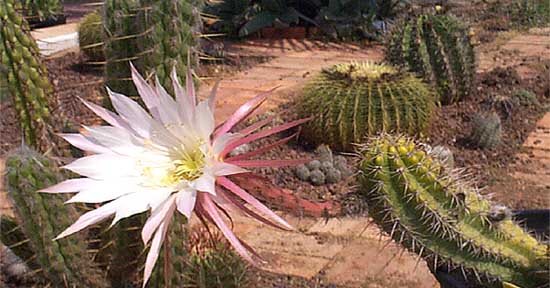 Cactus y plantas crasas al sol