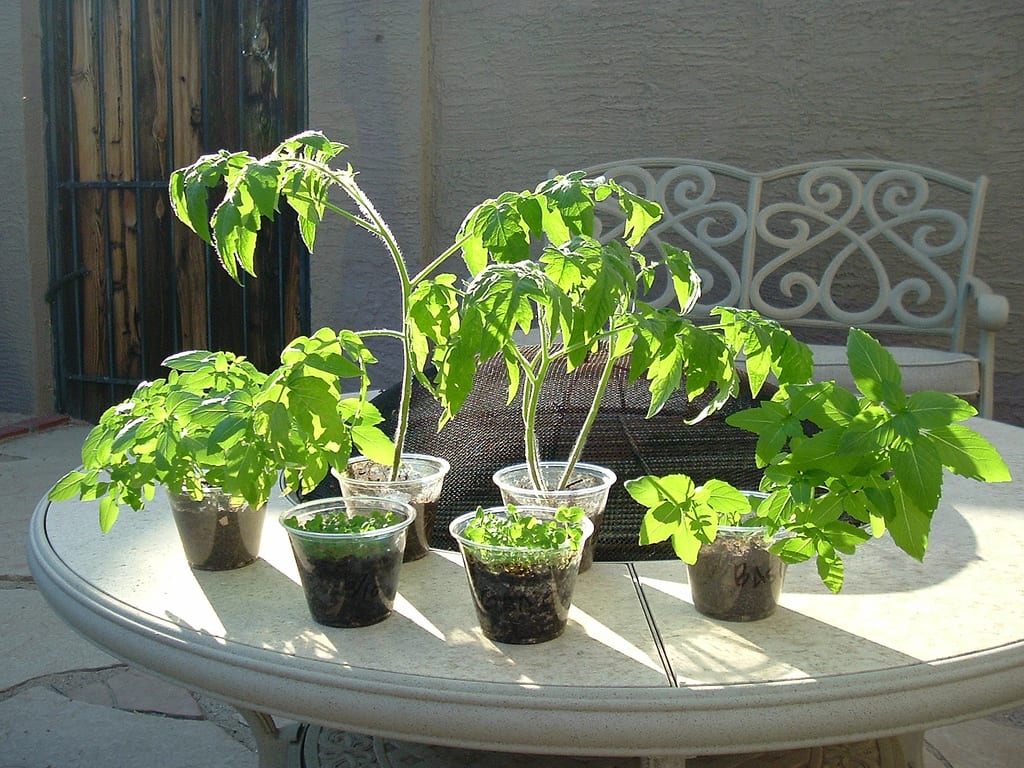 Hortalizas y frutas cultivadas en macetas en una terraza