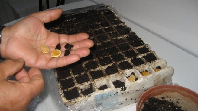 Bandejas de semillero con plántulas de hortalizas recién nacidas