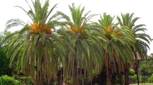 Palmeras plantadas en un jardín exterior