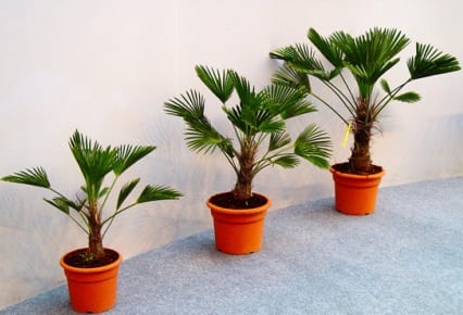 Palmeras cultivadas como plantas de interior