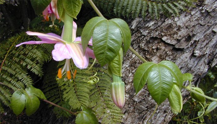 Flor rosada colgante de curuba con su largo tubo floral y hojas trilobuladas