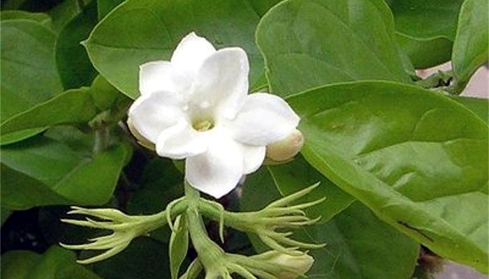 Flor blanca de jazmín de Arabia entre hojas verdes brillantes