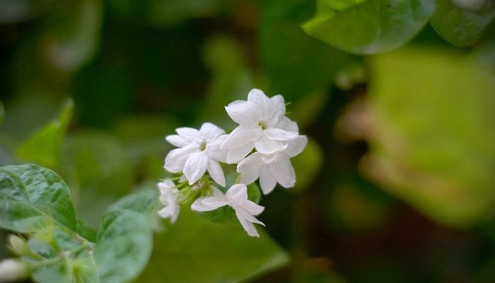 Ramillete de flores blancas de jazmín sobre follaje verde