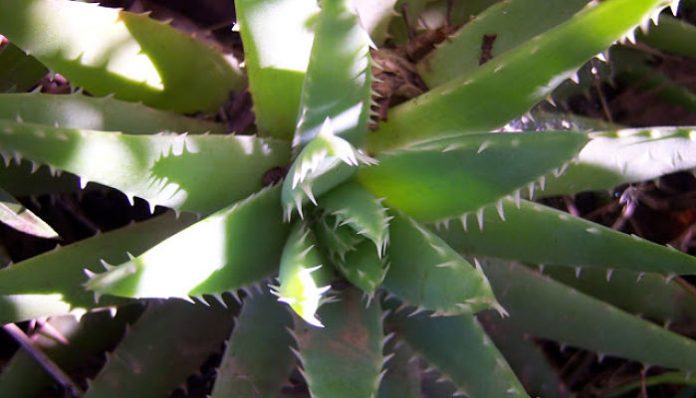 Roseta de aloe de hojas verdes con dientes grandes en el margen y en el envés