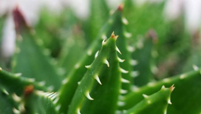 Hojas de aloe verdes y brillantes con dientes claros bien marcados a contraluz