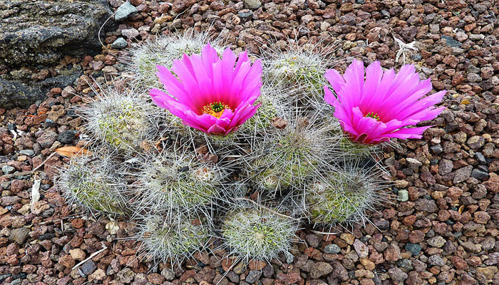 Macolla de Echinocereus con dos flores magenta de estigma verde