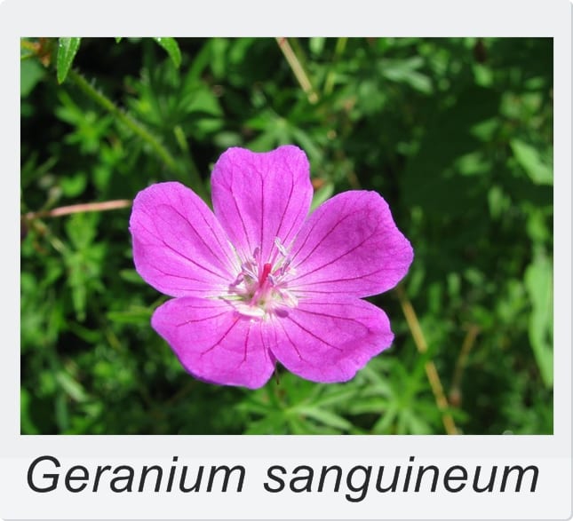 Geranium sanguineum en flor