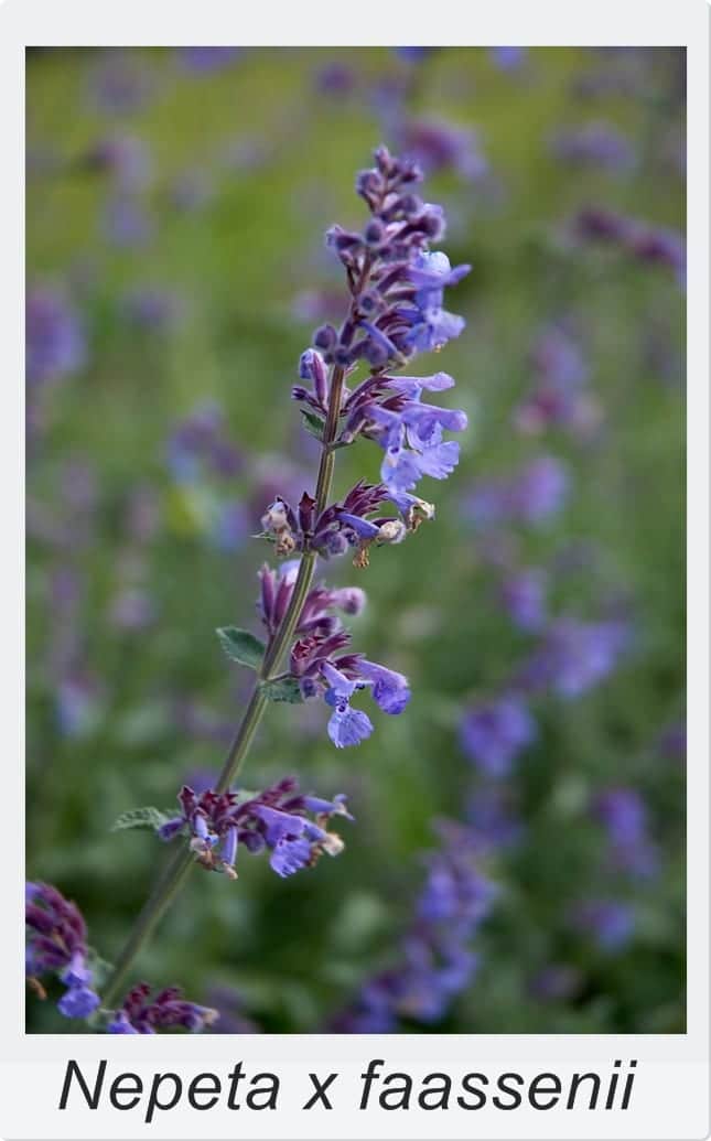 Quitar flores marchitas: cómo y en qué plantas hacerlo