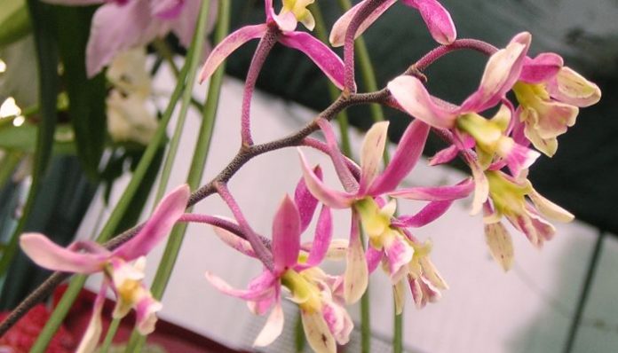 Inflorescencia ramificada de Encyclia con flores de sépalos estrechos rosados