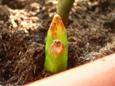 Cactus con marcas y zonas endurecidas en el tallo