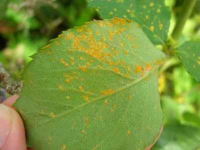 Pústulas de roya en el envés de una hoja de rosal