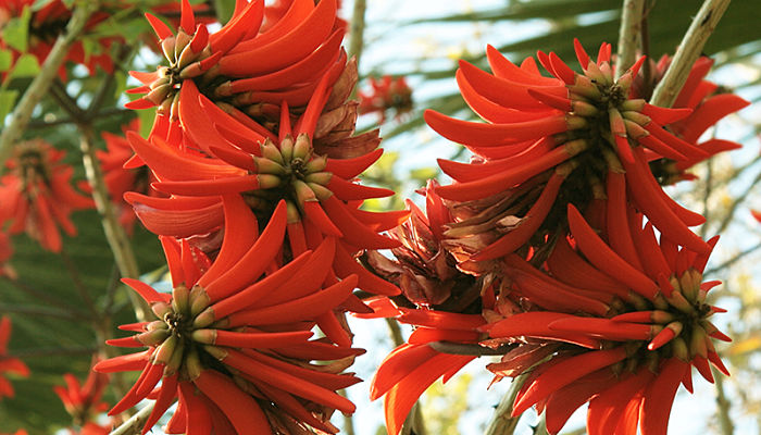 Racimos de flores rojas alargadas de eritrina
