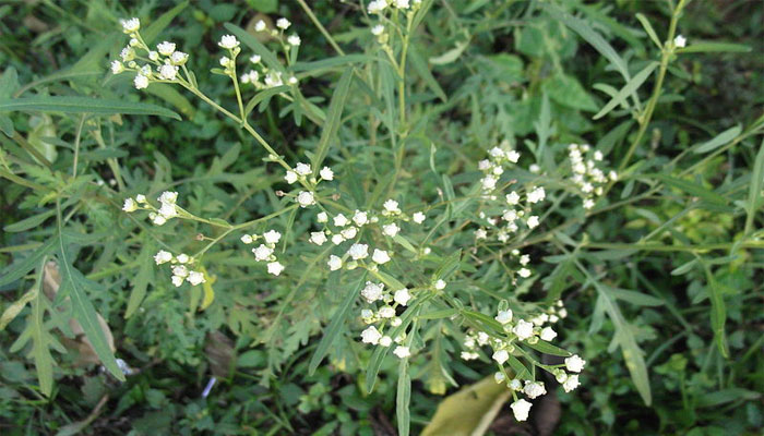 Parthenium hysterophorus con hojas muy divididas y capítulos blancos