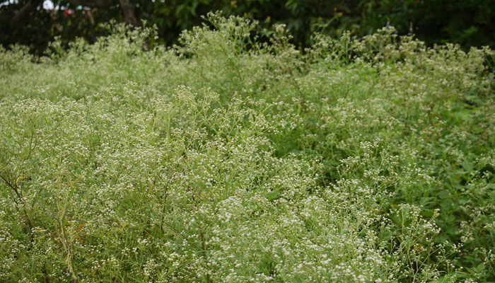 Invasión masiva de Parthenium hysterophorus en un terreno abierto