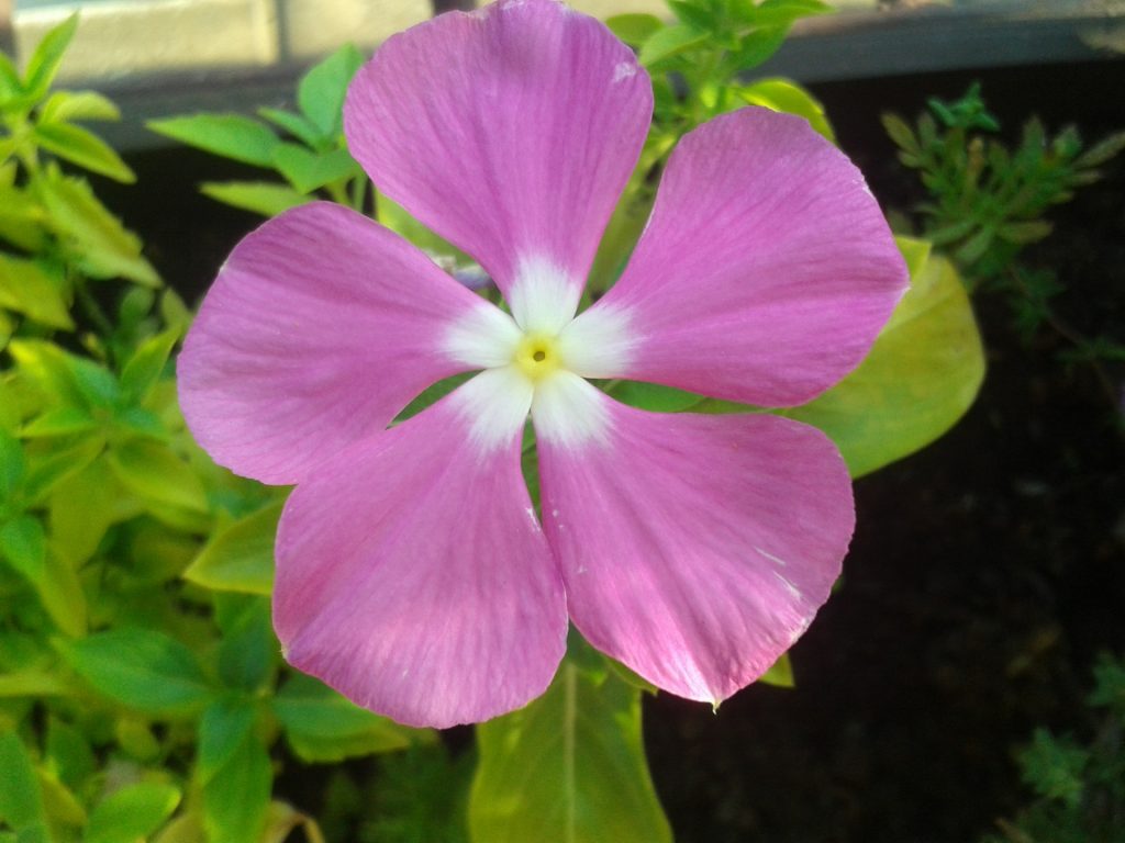Vinca de Madagascar en flor a pleno sol