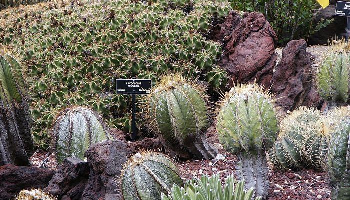 Bancal de Ferocactus en un jardín botánico