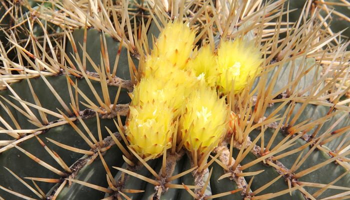Flores amarillas de Ferocactus glaucescens en el ápice de la planta