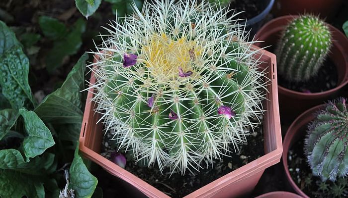 Ferocactus en maceta con restos de flores marchitas en el ápice