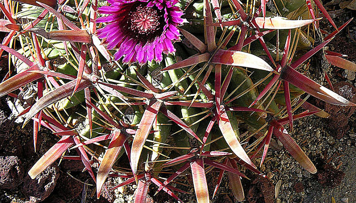 Espinas centrales aplanadas y flor púrpura de Ferocactus latispinus