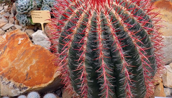 Cactus de barril con espinas rojas finas y radiales blancas