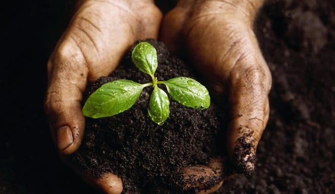 Follaje sano de una planta bien nutrida