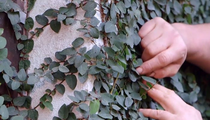 Tapiz juvenil de Ficus pumila cubriendo un muro, manipulado a mano