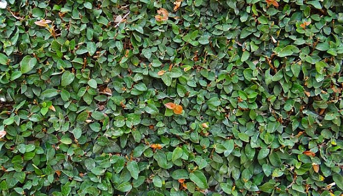 Detalle del tapiz de hojas pequeñas de la fase juvenil de Ficus pumila