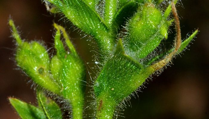 Detalle de los pelos glandulares del tallo de la garbancera
