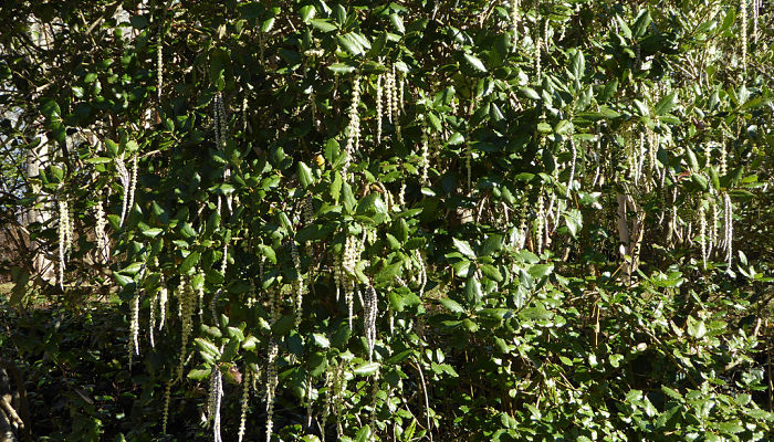 Rama de Garrya elliptica con amentos largos colgando a contraluz