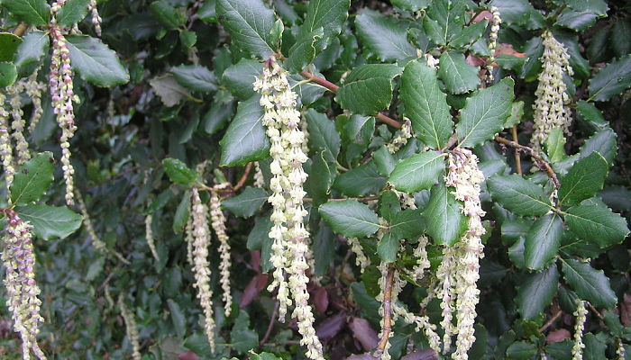 Amentos plateados colgantes de Garrya elliptica entre hojas coriáceas verde oscuro