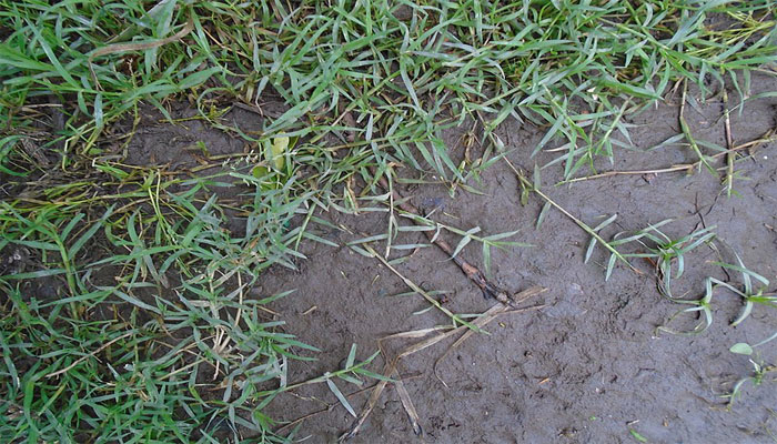 Tallos rastreros de gramilla extendiéndose sobre tierra desnuda