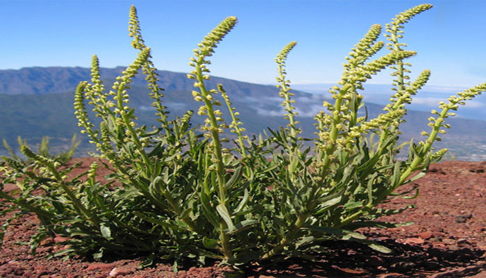 Mata de reseda en flor sobre suelo volcánico