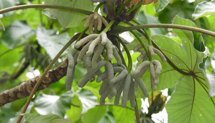 Inflorescencias digitadas de Cecropia peltata colgando entre las hojas